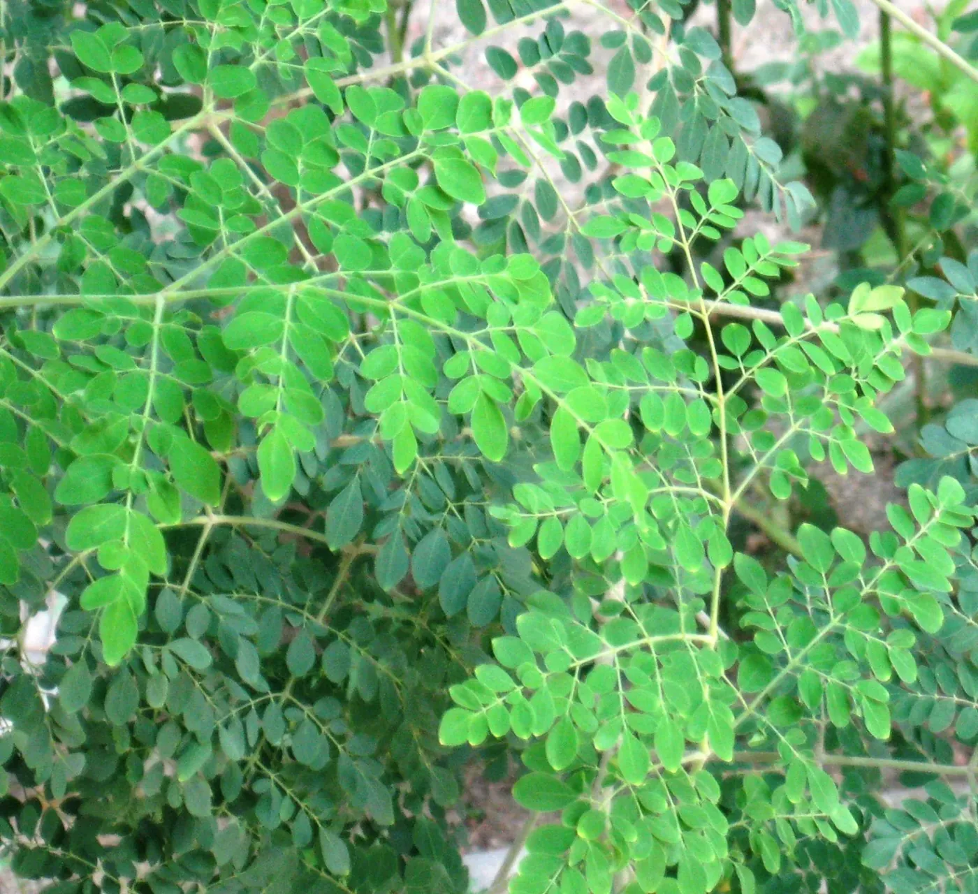 Hojas compuestas de Moringa oleifera