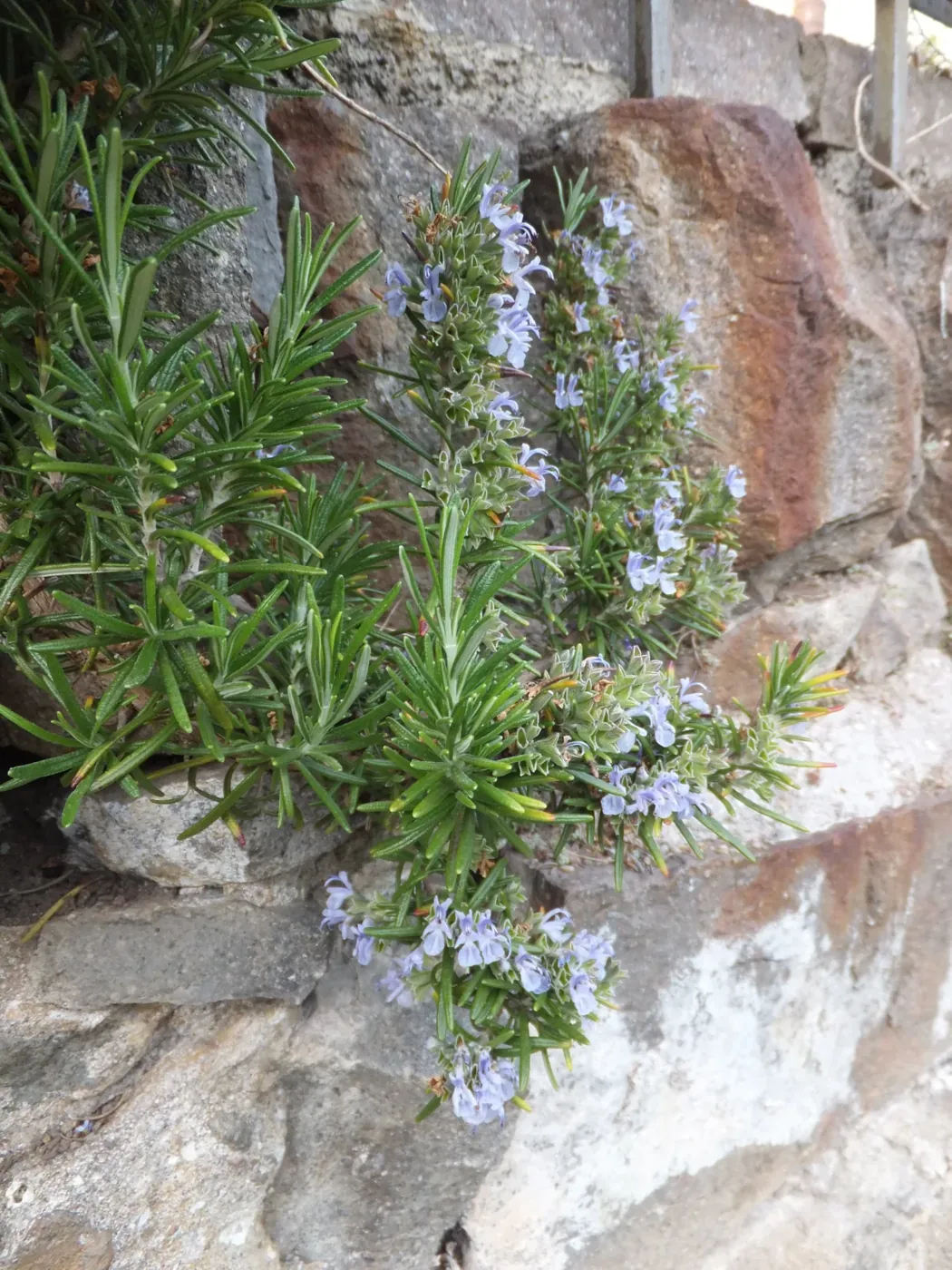 Romero con flores azuladas junto a un muro de piedra